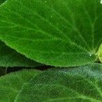 Begonia imperialis Leaf