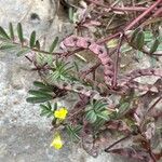 Hippocrepis ciliata Fruit