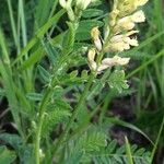 Astragalus alopecurus Цветок