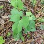 Ipomoea cordatotriloba Leaf