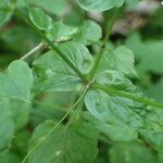 Stellaria nemorum Leaf
