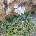 Scutellaria alpina Blomma