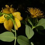 Hypericum acmosepalum