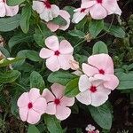 Catharanthus coriaceus 花