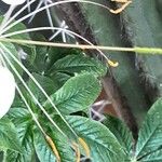 Cleome spinosa Flower