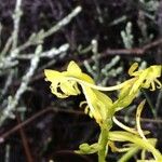Habenaria undulata Blomst