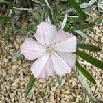 Convolvulus oleifolius Flower