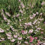 Erica vagans Elinympäristö