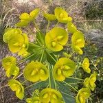 Euphorbia biumbellata Fleur