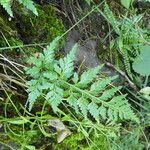 Asplenium adiantum-nigrum 葉