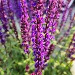 Salvia nemorosa Flower