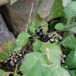 Solanum scabrum Fruto