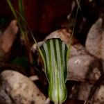 Pterostylis ophioglossa Çiçek