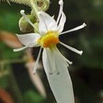 Saxifraga stolonifera Blomst