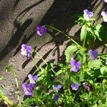 Viola tricolor Habit
