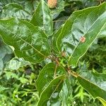 Cephalanthus occidentalisBlad