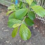 Salix laggeri Feuille