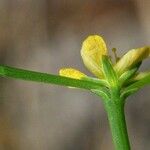 Hypericum gentianoides Цветок