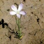 Lygodesmia grandiflora Flor