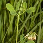 Trifolium michelianum Altres