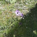 Anemone coronaria Floro