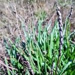 Plantago crassifolia Fruto