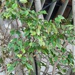 Ficus benjamina برگ