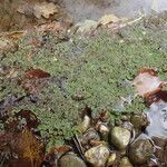 Azolla filiculoides عادت داشتن