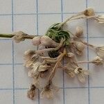 Asperula hirsuta Λουλούδι
