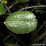 Rhamnus crocea Ліст