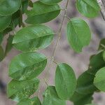 Pterocarpus angolensis Folha