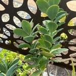 Kalanchoe fedtschenkoi पत्ता