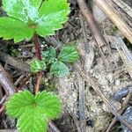 Fragaria virginiana Leaf