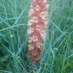 Orobanche elatior Flower