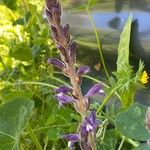 Orobanche lavandulacea Blodyn