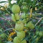 Gomphocarpus physocarpus Fruit