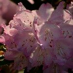 Rhododendron degronianum Flower