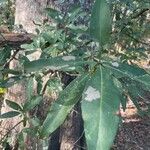 Quercus laurifolia Blad