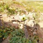 Papaver radicatum Flower