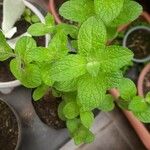 Mentha spicataFolha