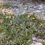 Dryas drummondii Flower