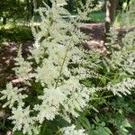 Astilbe japonica Lorea