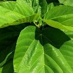 Ficus auriculata Leaf