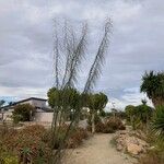 Parkinsonia aculeata Habitus