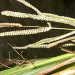 Paspalum virgatum Fruit