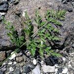 Asplenium cuneifolium Blatt