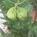 Calotropis procera Fruit