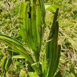 Veratrum californicum Leaf