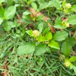 Acanthospermum australe Flower