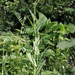 Turritis brassica Habitatea